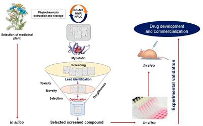 Myostatin and its Regulation: A Comprehensive Review of Myostatin Inhibiting Strategies
